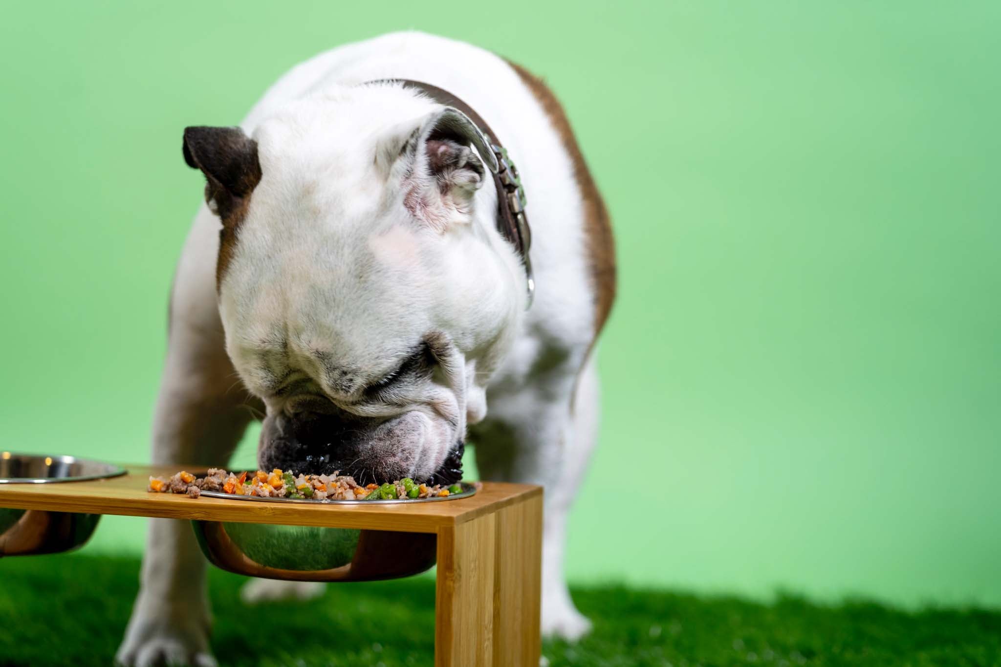 Raw Diet For Dogs: 6 Steps To Get Started